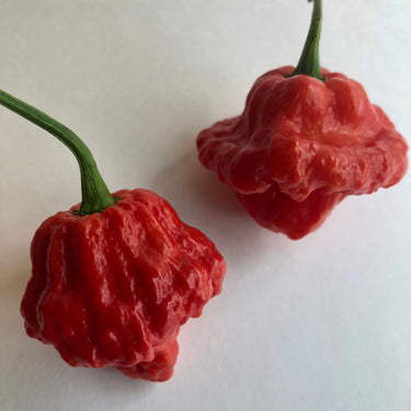 MA Wartryx - Seeds - The Pepper Pantry (Formerly Marie Sharp's)